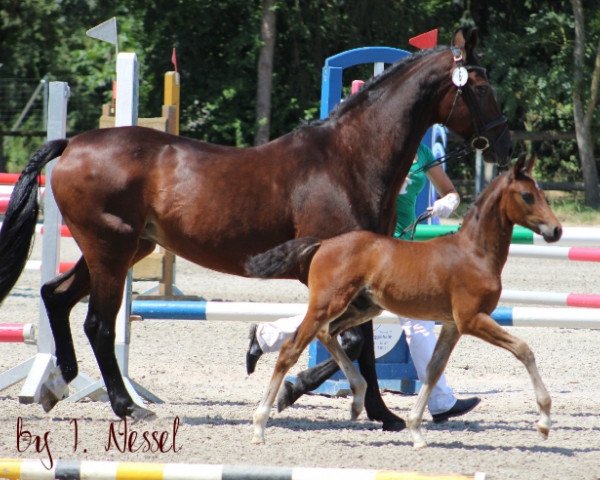 Pferd Herz König (Deutsches Reitpony, 2018, von Steendieks Highlander)