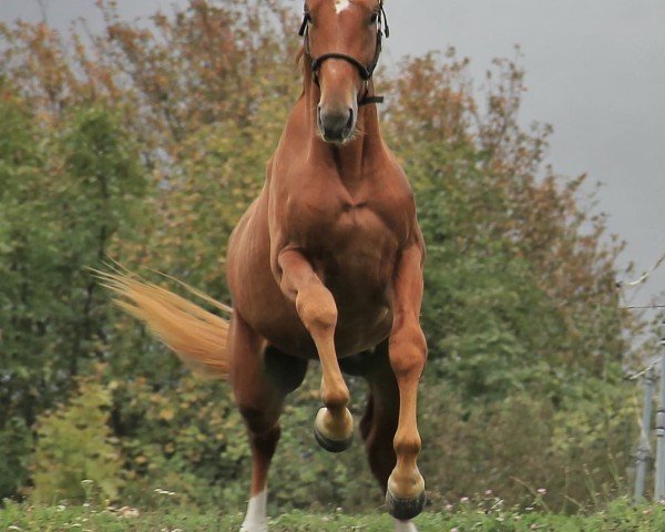horse Tascano (Oldenburg, 2022, from Total Diamond PS)