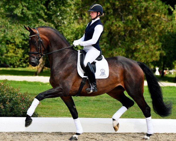 Dressurpferd BON GREGORIA PS OLD (Oldenburger, 2015, von Bon Bravour)