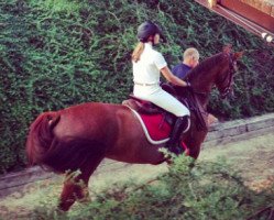 stallion Winnetou (KWPN (Royal Dutch Sporthorse), 2003)