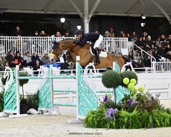 Springpferd Orchidee van den Bisschop (Belgisches Warmblut, 2014, von El Torreo de Muze) Springpferd Orchidee van den Bisschop (Belgisches Warmblut, 2014, von El Torreo de Muze)
