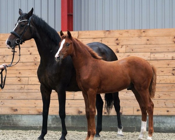 horse White Star LW (Rhinelander, 2018, from Boegegaardens Santiago)