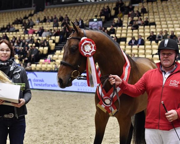 horse Bjerglunds Quandillo (Holsteiner, 2015, from Quintero)
