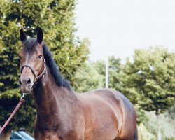 jumper Charleen H (Oldenburg show jumper, 2016, from Cartwright 2)