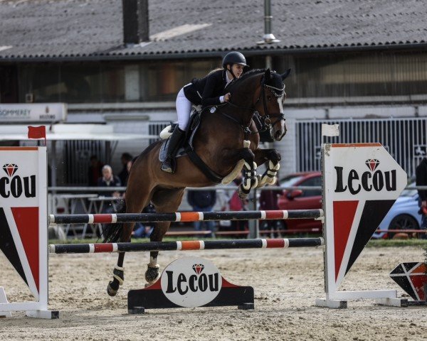 jumper Bobbi Balou (Hanoverian, 2019, from Balou Peggio)