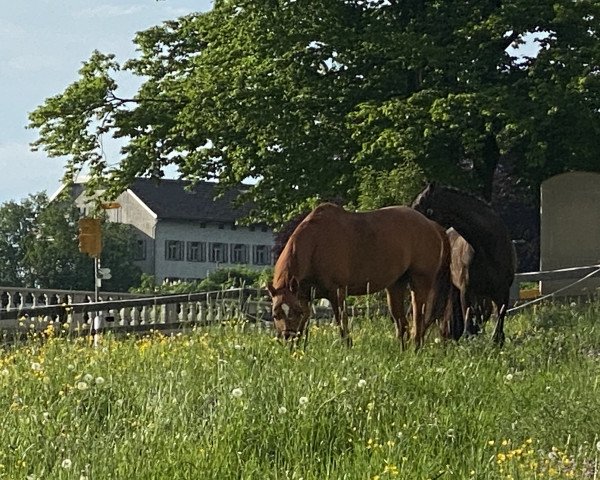 jumper HZ's Karazhan R (Trakehner, 2010, from Laurel)