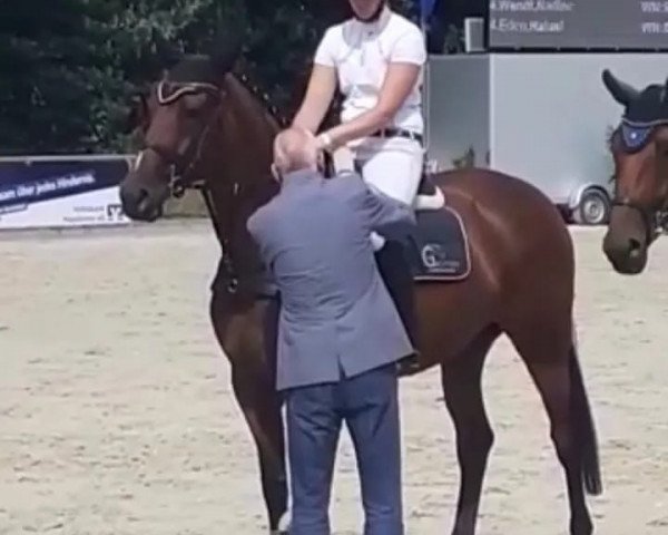 jumper Lilly (Oldenburg show jumper, 2016, from Chaccato)