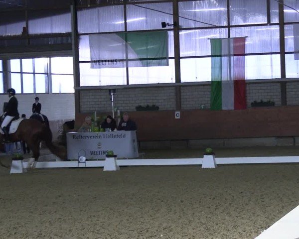 Reitturnier Hellefeld 2025
