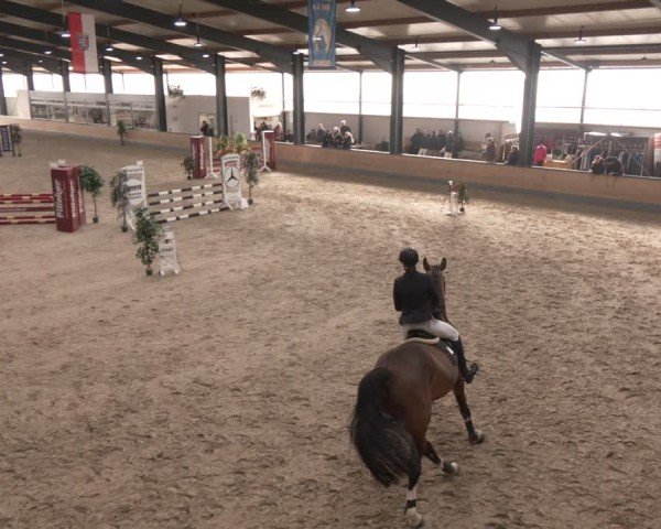 Reitturnier Borken (Hessen) 2025