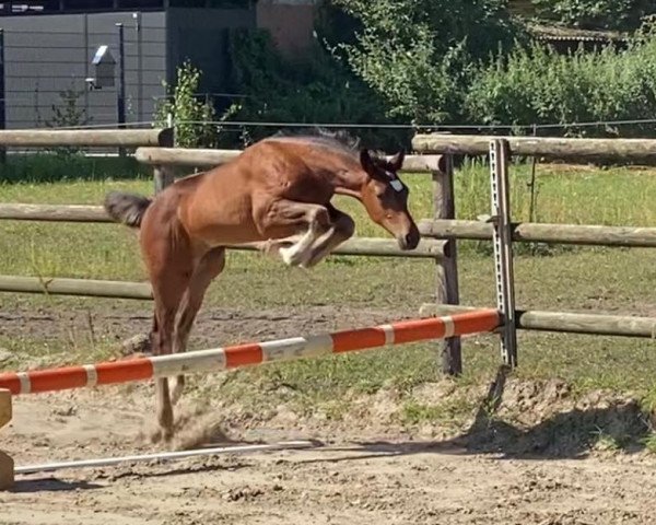 horse Pepe (Hanoverian, 2021, from Perignon 10)