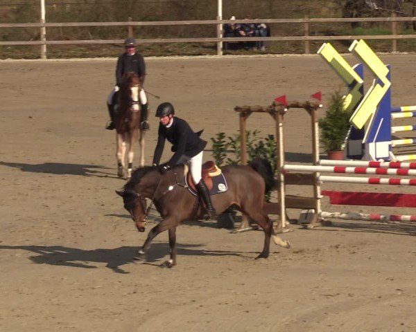 Reitturnier Scharnebeck 2025