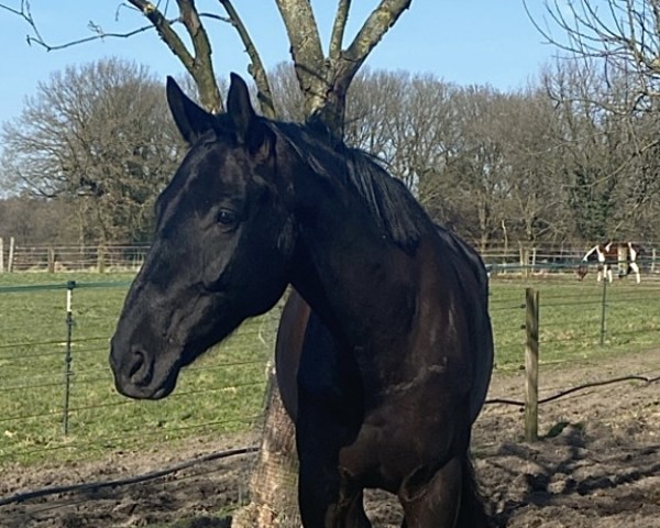 Pferd My Golden Treasure Sancho (Oldenburger, 2019, von Maracana)