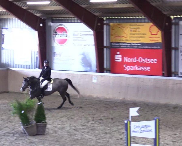 Reitturnier Behrendorf 2025