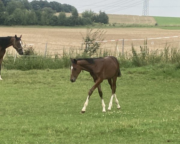 Pferd Arden (Hannoveraner, 2024, von Asagao xx)