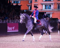 stallion Discar (Oldenburg show jumper, 2010, from Diarado)