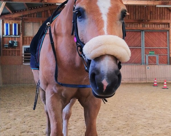 Dressurpferd Pedro 1128 (Pony ohne Rassebezeichnung, 2010) Dressurpferd Pedro 1128 (Pony ohne Rassebezeichnung, 2010)