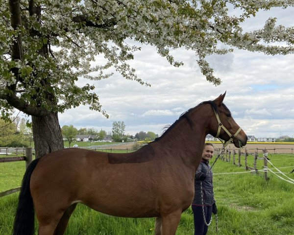 Dressurpferd Frieda Royal SP (Oldenburger, 2015, von Nymphenburg's First Ampere)