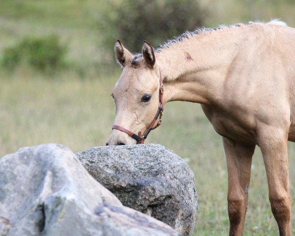 horse Soel‘rings Charm of Colour (German Riding Pony, 2020, from Crown Charm of Royal)