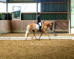 dressage horse Rowena 29 (Haflinger, 2007)