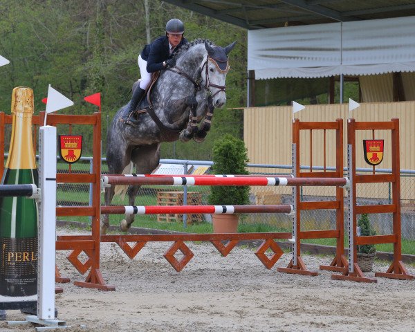 jumper Dakota (Hanoverian, 2015, from Diacontinus)