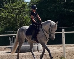 dressage horse Bonito Nl (Pura Raza Espanola (PRE), 2015)