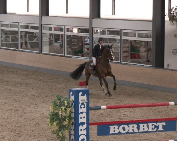 Reitturnier Borken (Hessen) 2025