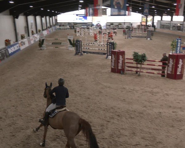 Reitturnier Borken (Hessen) 2025