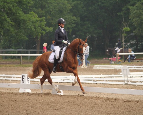 stallion No Escape (German Riding Pony, 2017, from Heidbergs Nancho Nova)