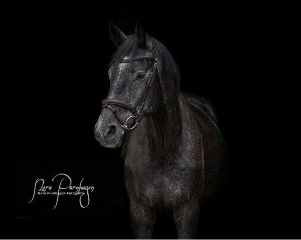 jumper Diacampino (Hanoverian, 2016, from Diacontinus)