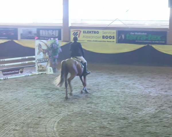 Reitturnier Boll 2025