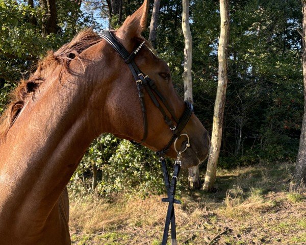 horse Flash Light (Westphalian, 2018, from Franziskus FRH)