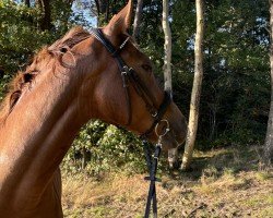 horse Flash Light (Westphalian, 2018, from Franziskus FRH)