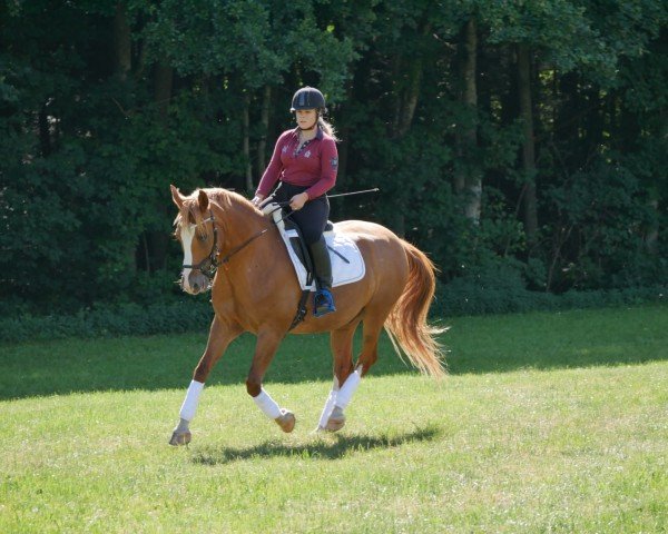 Dressurpferd Aschanti 50 (unbekannt, 2007)
