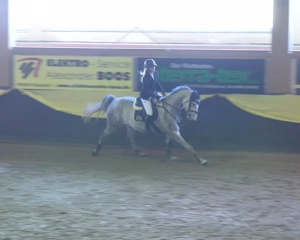 Reitturnier Boll 2025