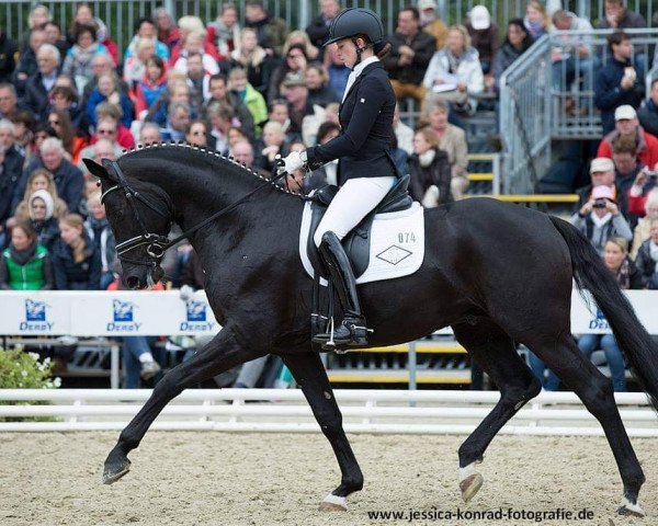 stallion Bon Coeur (Hanoverian, 2012, from Benetton Dream FRH 1301)