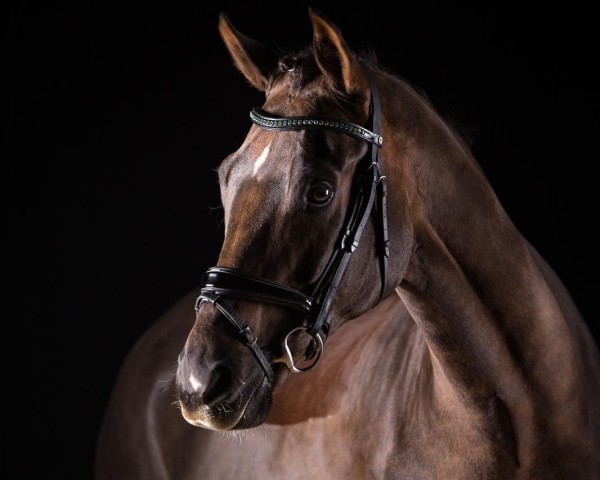 dressage horse Sweet chocolate 2 (Oldenburg, 2009, from Soliman)