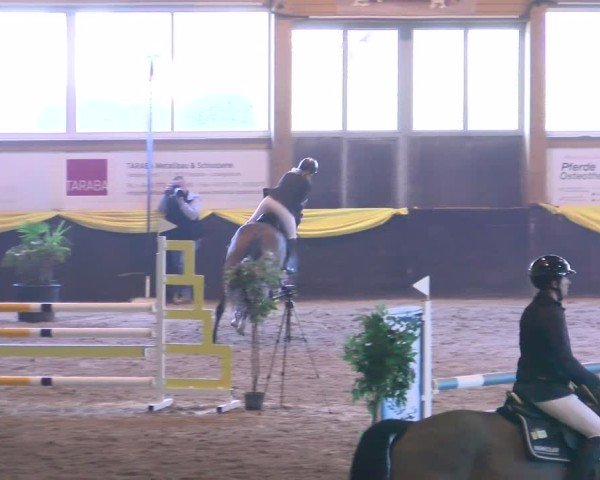 Reitturnier Boll 2025