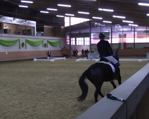Reitturnier Hellefeld 2025
