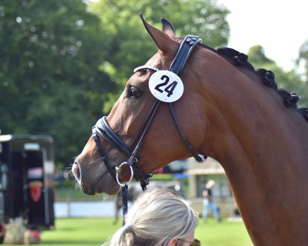 broodmare Dainora S (Oldenburg, 2017, from For Romance I)