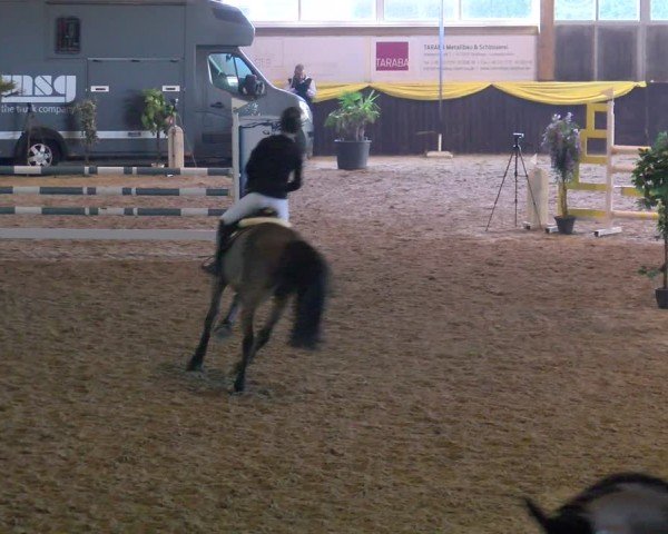 Reitturnier Boll 2025