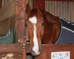 Springpferd Clark S (Hannoveraner, 2016, von Casalido)