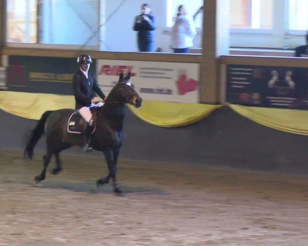 Reitturnier Boll 2025