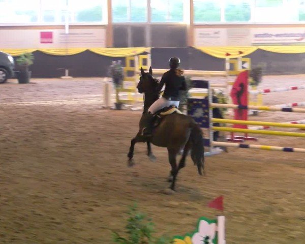 Reitturnier Boll 2025