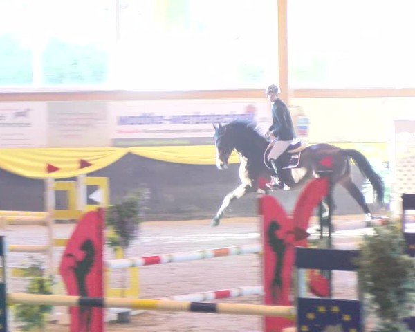 Reitturnier Boll 2025