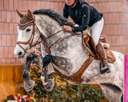 jumper Onno 15 (KWPN (Royal Dutch Sporthorse), 2019, from Colman)