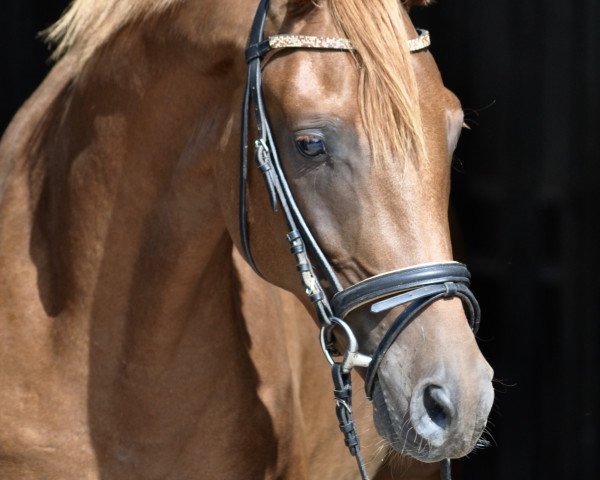 Deckhengst Camar Qazim Rouge (Trakehner, 2019, von Le Rouge 7)