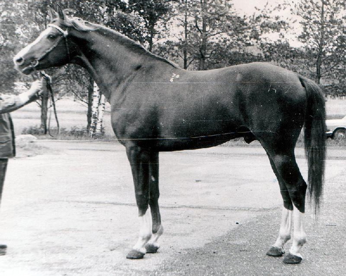 Deckhengst Homeras (Russisch Trakehner, 1978, von Privet)
