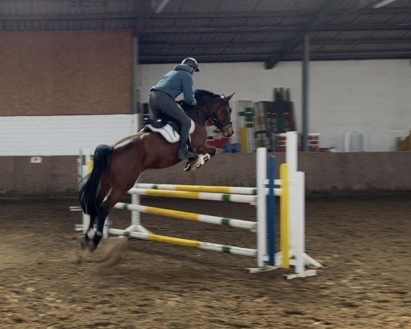 horse Clara 220 (German Sport Horse, 2016, from Coba 3)