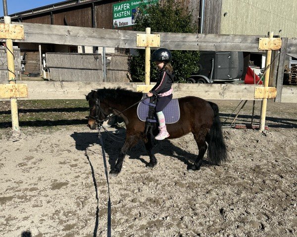 dressage horse Prinzessin Lillifee 12 (Pony without race description, 2010, from Unbekannt Pony)