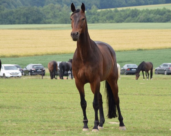 broodmare Celina (Oldenburg, 2004, from Revan)